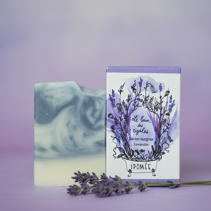 Le Bain des Cigales - Gros plan violet